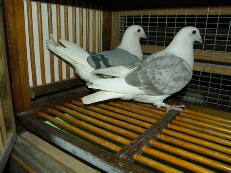 Membership includes Constitution, Flying Rules, 16. . Pigeons for sale albany ny